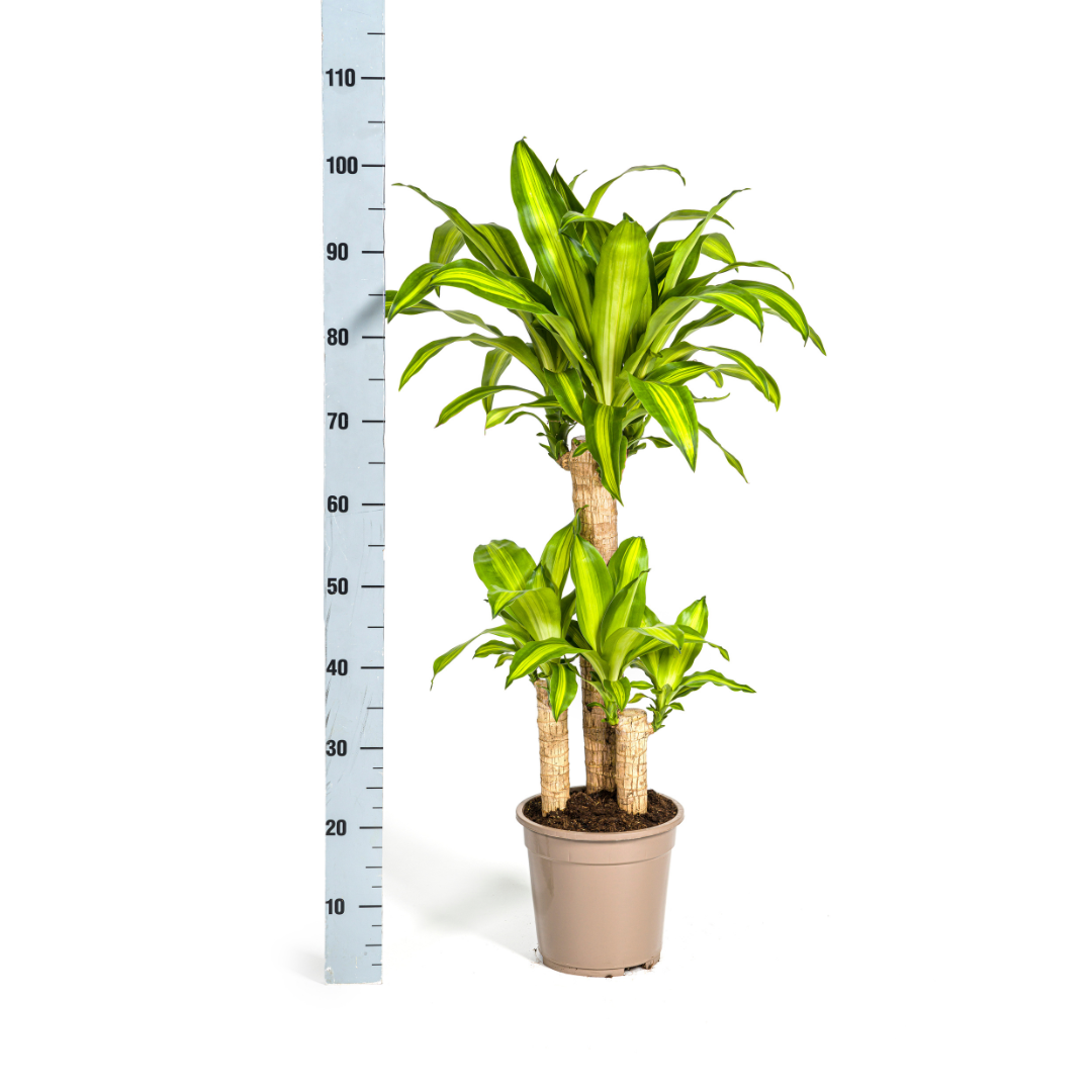 Dracaena Fragrans Massangeana Ø21cm - ↕90 - 110cm