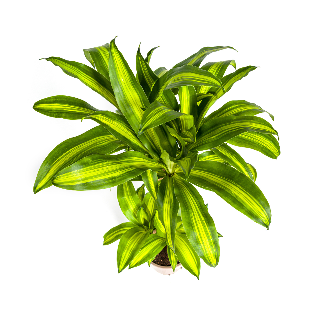Dracaena Fragrans Massangeana Ø21cm - ↕90 - 110cm