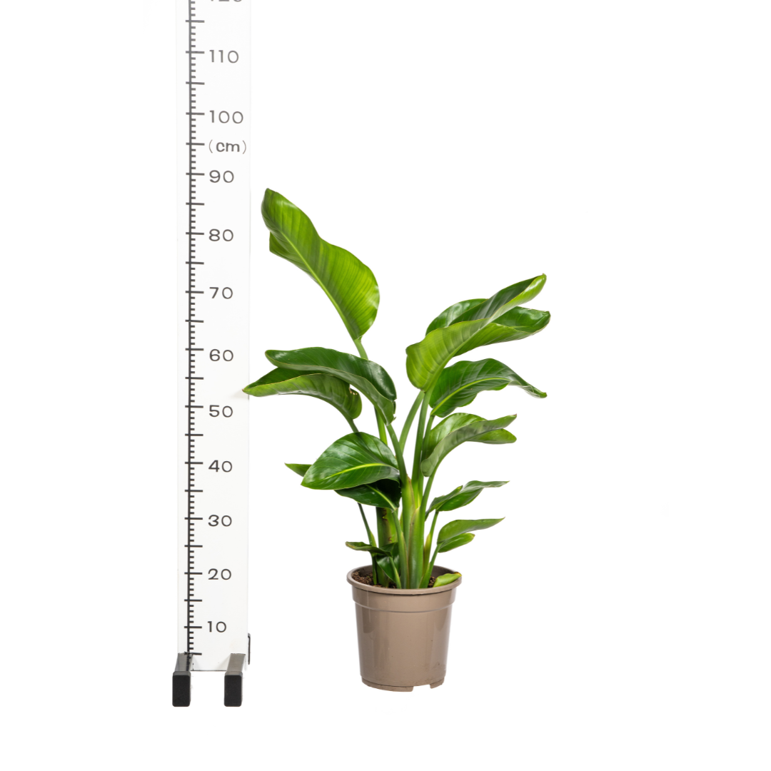 Strelitzia Nicolai Ø21cm - ↕90 - 110cm