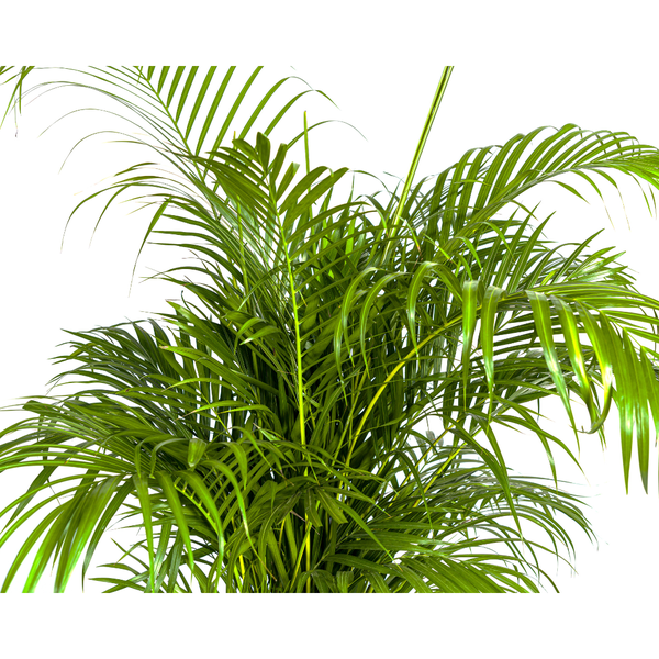 Dypsis Areca lutescens Ø27cm - ↕150 - 170m