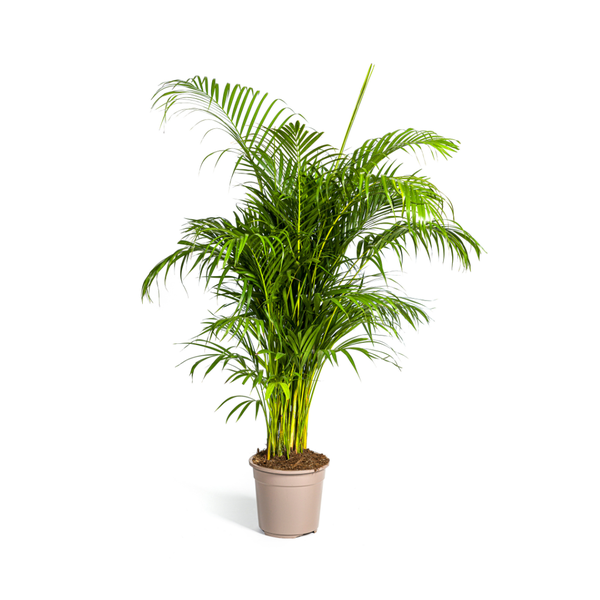 Dypsis Areca lutescens Ø27cm - ↕150 - 170m