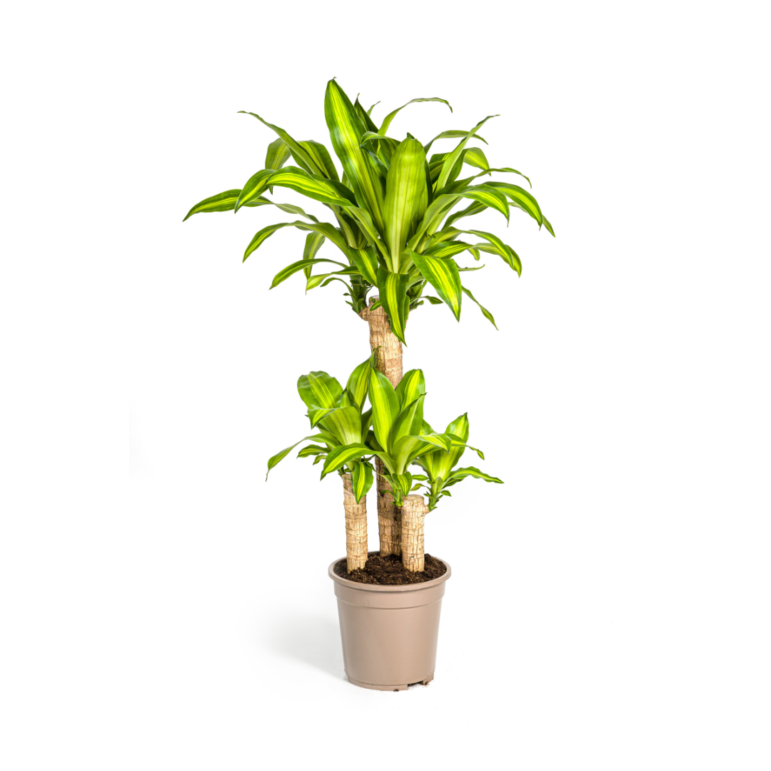 Dracaena Fragrans Massangeana Ø21cm - ↕90 - 110cm