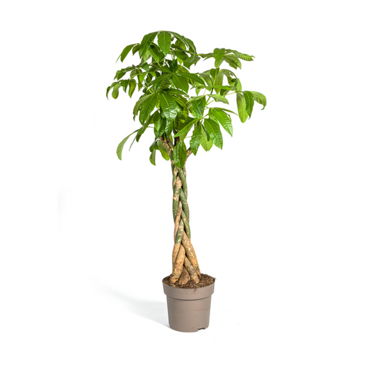Pachira Aquatica Ø30cm - ↕160 - 180cm